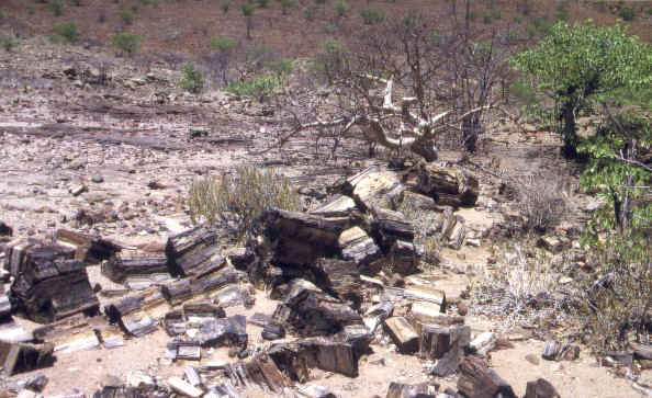 One petrified tree ot the second place