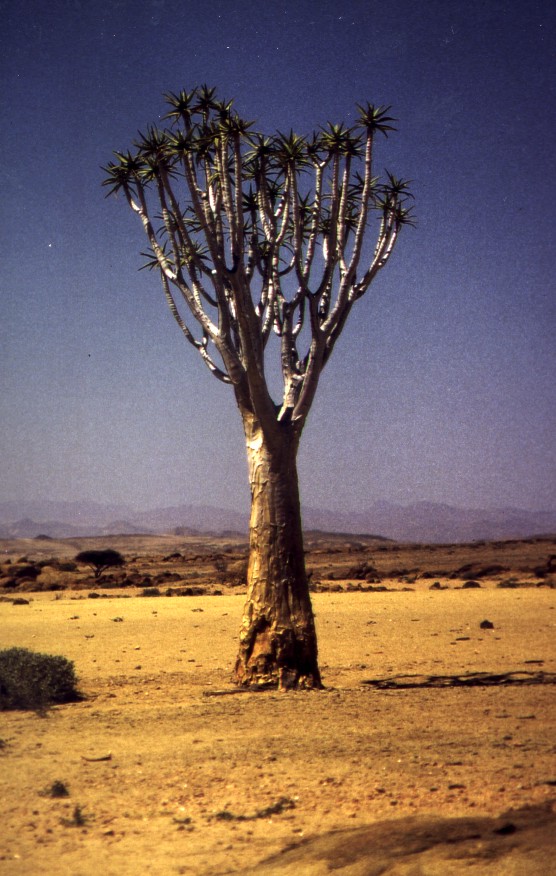 Köcherbaum