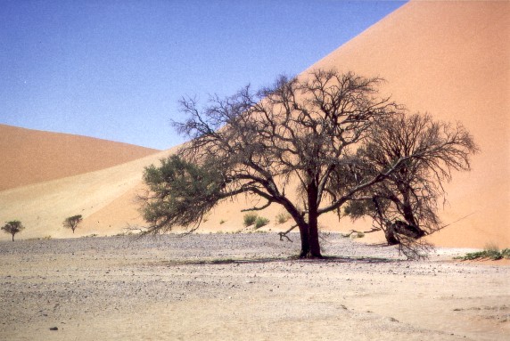 Dune No. 45